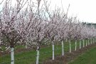 Aprikosenbäume mit vollen Blüten und weißen Baumanstrich auf einem Versuchsgelände.