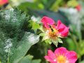 Eine Biene auf rosa Blüte der Erdbeerpflanzen umgeben mit grünen Laubblättern