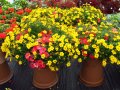 Blühenden Blumen mit Laubblättern in einem großen Topf auf der Schaufläche