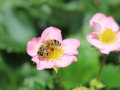 Eine Honigbiene auf rosa Blüte der Erdbeeren