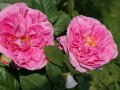 Rosen in kräftig pinkfarbene, wohlgeformte Blüten mit gelber Mitte umgeben von Laubblättern
