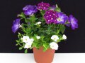 Pflanzen in einem Topf mit Blüten in Blau, Weiß und Violett