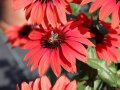 Eine Biene sammelt Pollen an den Staubgefäßen einer rotfärbenden Echinacea-Blume