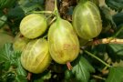 Gelb-grünen leicht behaarten Stachelbeeren hängen am Zweig.