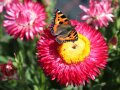 Ein Schmetterling an den gelben Röhrenblüten einer pinkfarbenen Strohblume
