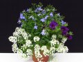 Pflanzen in einem Topf mit Blüten in Weiß, Violett und Hellblau