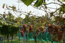 Rebstock mit grün-roten Beerentrauben und Leittrieb in einem Bogen am Spalierdraht gebunden.
