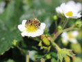 Eine Biene sammelt Pollen auf einer weißen Blüte der Erdbeerpflanzen umgeben mit Laubblättern