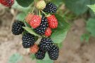 Brombeeren und Laubblättern hängen an den Trieben.