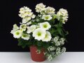 Pflanzen in einem Topf mit weißen Blüten