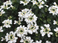 Nahaufnahme; kleinen, filigranen weißen Blüten und dunkel-eiförmigen Laubblättern
