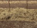 Baumreihe mit Grassilage abgedeckt