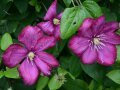 Waldrebe mit Blüten in Rotviolett, innen silbrig aufhellt und gelben Staubgefäßen