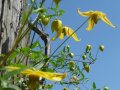 Waldrebe mit glockenförmigen Blüten in Zitronengelb