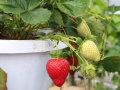 Reife und unreife Erdbeeren mit grünen Laubblättern in Ampel
