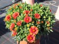 Rot gefärbte Zungenblüten mit gelbem Ring um die Blumenscheibe und schmalen Laubblättern