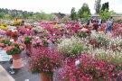 Besucher stehen um die Kübelpflanzen mit blühenden Blumen auf einer Versuchsfläche.