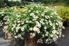 Pflanzkübel mit Zungenblüten in Weiß und gelbem Staubblätter in der Mitte auf der Schaufläche