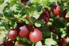 Dunkelrote, glattschalige Stachelbeeren hängen am Zweig.