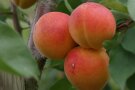 Aprikosen mit rot gefärbt auf orange-gelben Grund und Laubblättern hängen am Ast.