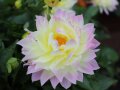 Große Blumen in Cremegelb mit dunkelrosa Spitzen und gelben Staubblättern in der Mitte umgeben mit Laubblättern