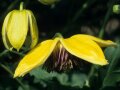 Waldrebe mit leuchtend goldgelben Blüten und schwarzbraunen Staubgefäßen