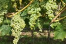 Schmale Trauben mit gelbgrünen Beeren am Rebstock.