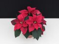 Poinsettie mit roten Blüten und grünen glattrandigen Laubblättern