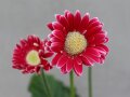 Kleinen zweifarbiger Blumenköpfe mit gelber Mitte und Laubblättern