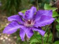 Waldrebe mit dunkelblaue, schalenförmige Blüten