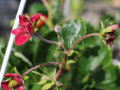Weiße Flecken an der roten Blüte der Erdbeerpflanzen in Ampel