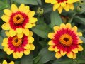 Zinnien-Blüte mit gelben Zungenblüten und rotem Ring um die Blumenscheibe mit Knospen und Laubblätter