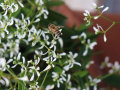 Eine Biene besucht die weiß färbende Blüte einer Euphorbia