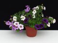 Pflanze in einem Topf mit Blüten in Weiß, Violett und Hellviolett