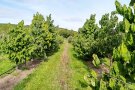 Verschiedene Baumgröße auf der Obstplantage mit Gras in der Mitte und Weinberge im Hintergrund