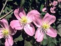 Waldrebe mit rosafarbene, anemonenartige Blütenblättern und gelben Staubgefäßen