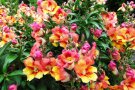 Blütenstände mit orange-rosa Blüten und elliptischen Laubblättern