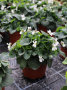 Topfpflanzen mit weißfärbenden Blüten und dunkelgrünen Laubblättern auf der Tischfläche