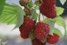 Dunkelroten herzförmigen Himbeeren hängen am Stiel mit Laubblättern.