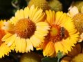 Eine Biene sammelt Pollen an den Staubgefäßen einer gelben Kokardenblume