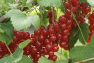 Reife Rote Johannisbeeren hängen wie Träubchen an den langen Rispen.