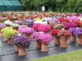 Pflanzkübel mit bunt blühenden Blumen auf einem Versuchsfeld