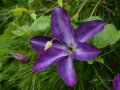 Waldrebe mit großen Blüten in Violett und hellen Nuancen