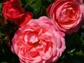 Rosen in rosa Blüten mit Staubgefäßen in der Mitte und Laubblättern