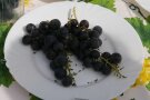 Trauben mit dunkelblauen runden Beeren auf dem Teller.