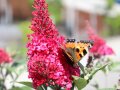 Ein Schmetterling an den Stauden einer rosarot-färbenden Blüte