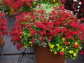 Bunt blühenden Blumen mit Laubblättern in einem großen Topf auf der Schaufläche