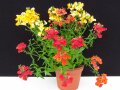 Pflanzen in einem Topf mit Blüten in Orange, Rot und Gelb