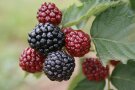 Rote und schwarze Brombeeren hängen an den Trieben mit Laubblättern.