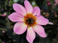 Eine Hummel sammelt Pollen an den gelben Staubgefäßen einer rosa-färbenden Dahlia-Blume